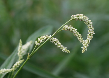 Ampfer Knöterich (Persicaria lapathifolia) - © Emanuel Trummer